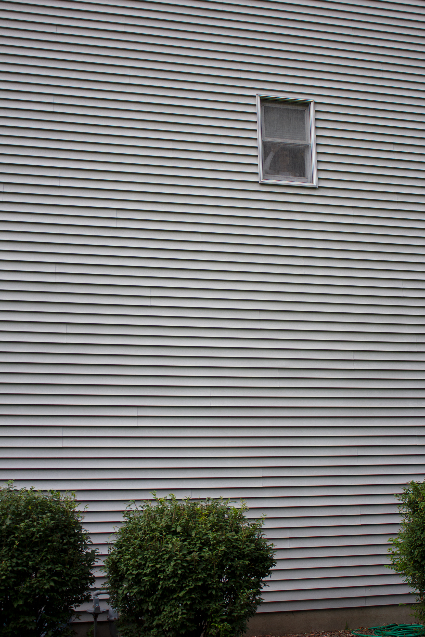 Light grey siding surrounds a small window, where a figure appears through holding up a shade. There are three green bushes and a curled up hose at the base of the siding.